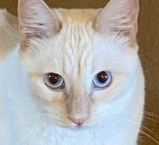 Bleu, an adoptable Siamese in Ventura, CA, 93001 | Photo Image 2