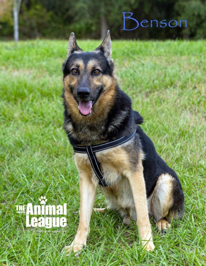 Benson, an adoptable German Shepherd Dog Mix in Clermont, FL_image-4