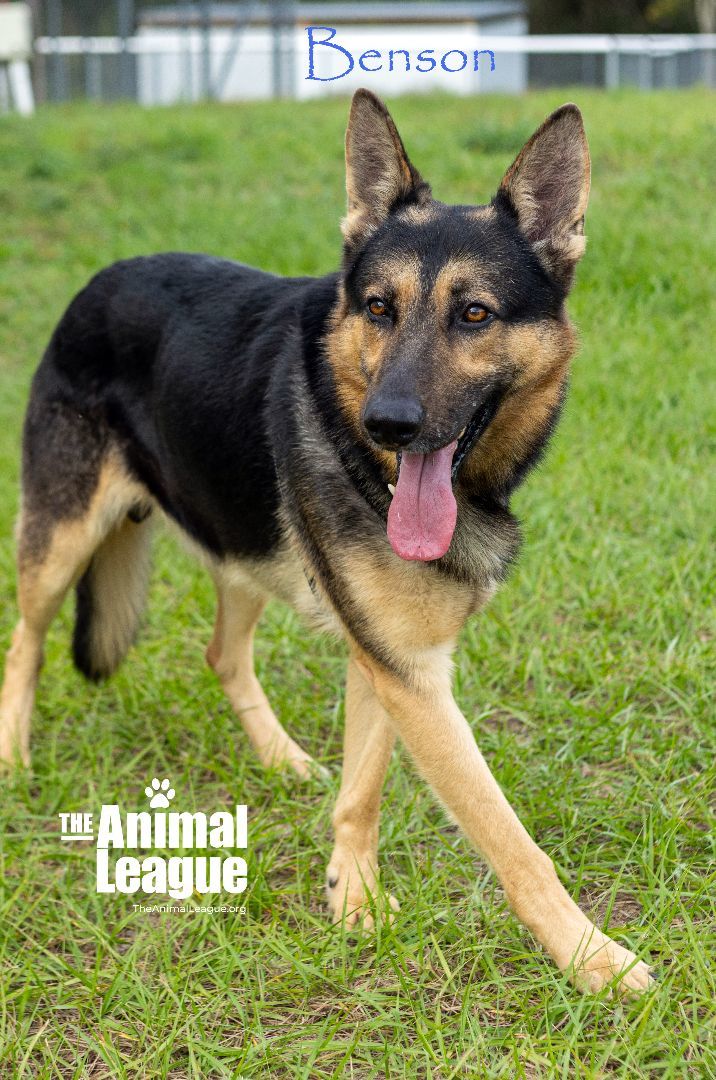 Benson, an adoptable German Shepherd Dog Mix in Clermont, FL_image-1