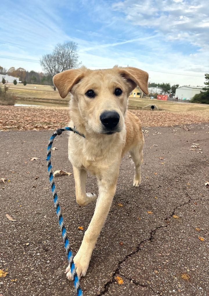 Dog for adoption - Noel, a Golden Retriever & Yellow Labrador Retriever ...