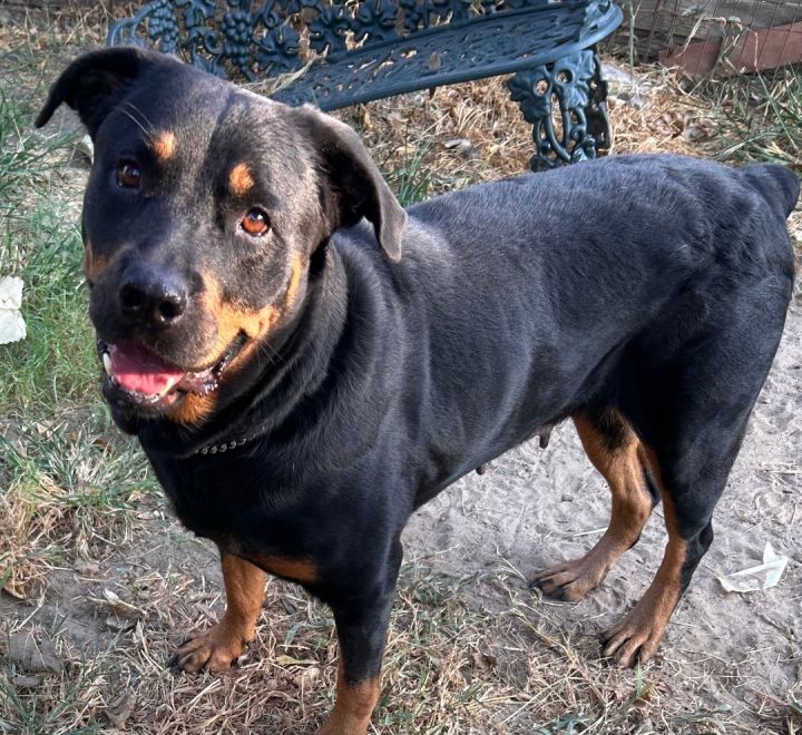 Dog for adoption - Lola, a Rottweiler in Waltham, MA | Petfinder