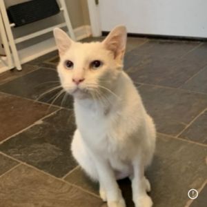 Meet Flurry a senior feline with a heart full of love and loyalty Flurrys sweet friendly nature 