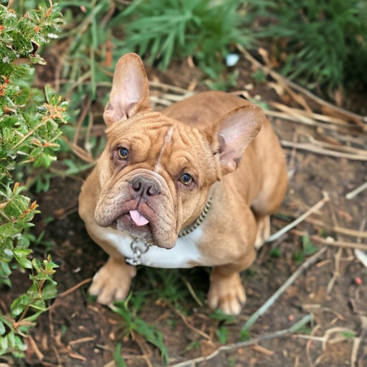 French bulldog mix hot sale puppies for adoption