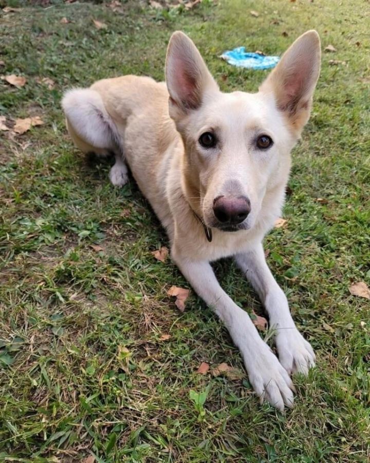 White german shepherd hot sale puppies for adoption