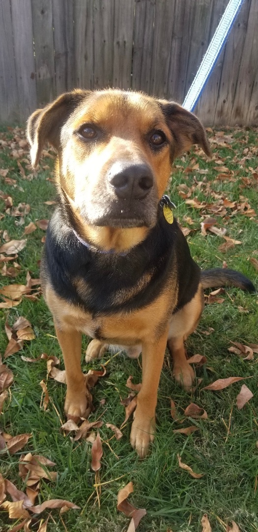 Vader, an adoptable German Shepherd Dog & Hound Mix in Cincinnati, OH_image-1