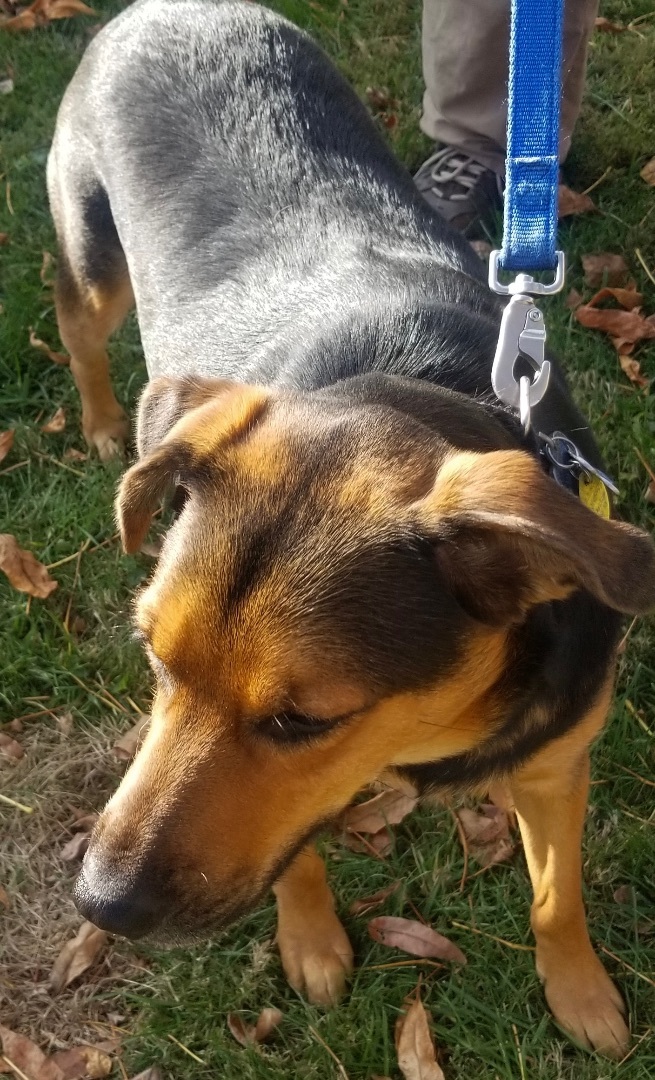 Vader, an adoptable German Shepherd Dog & Hound Mix in Cincinnati, OH_image-4