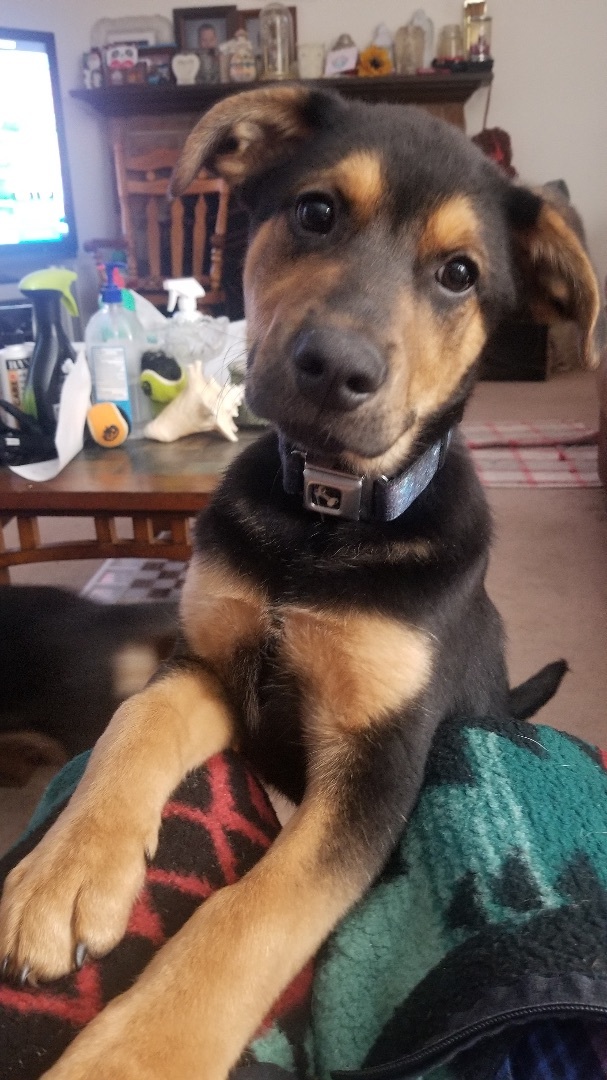 Vader, an adoptable German Shepherd Dog & Hound Mix in Cincinnati, OH_image-5