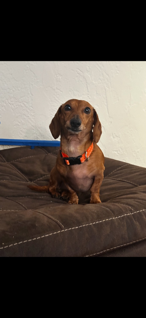 Dachshund petfinder best sale