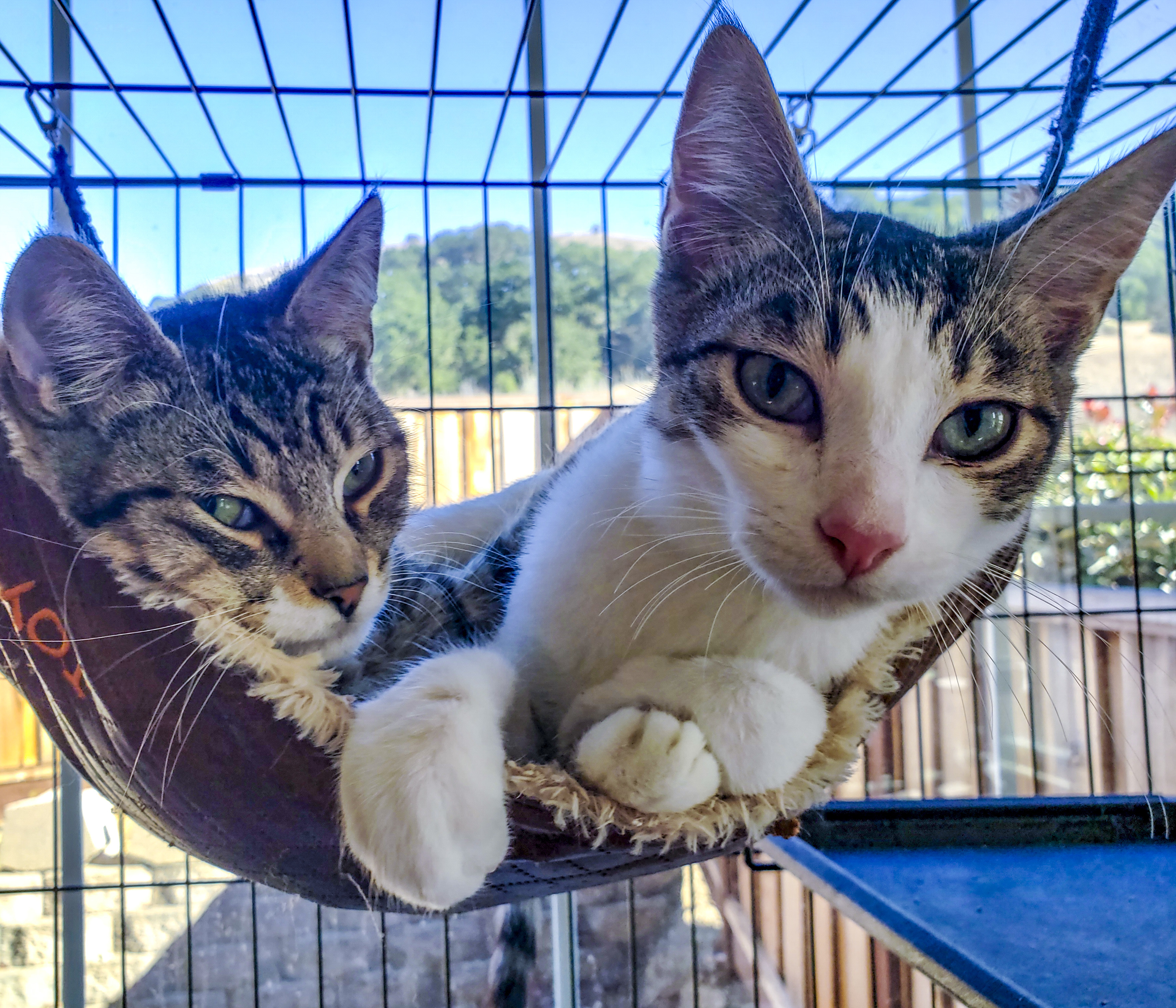 Cat for adoption Gordita Crunchiwrap Bonded Pair a Tabby