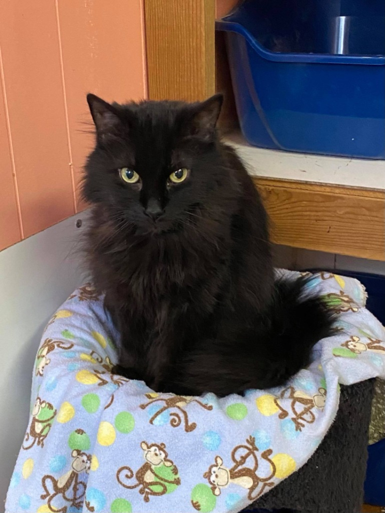 Mary, an adoptable Domestic Long Hair in Ogden, UT, 84409 | Photo Image 1