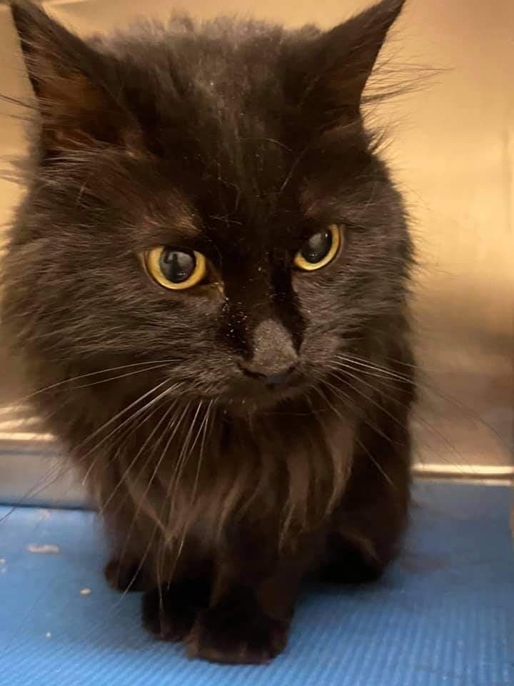 Mary, an adoptable Domestic Long Hair in Ogden, UT, 84409 | Photo Image 2