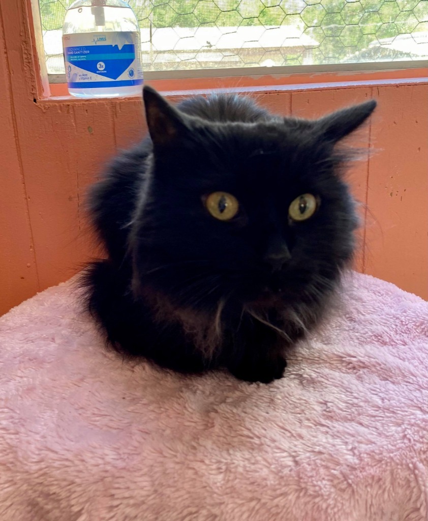 Mary, an adoptable Domestic Long Hair in Ogden, UT, 84409 | Photo Image 5