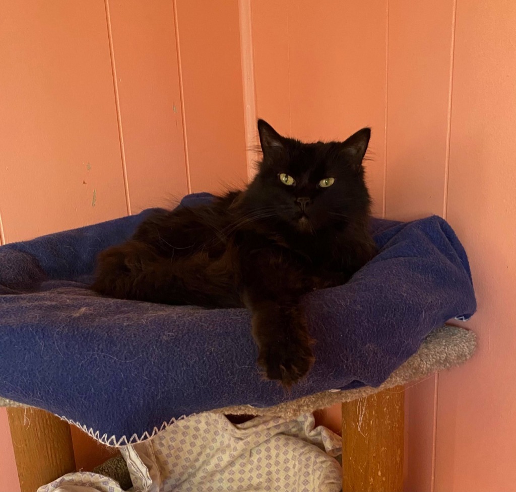 Mary, an adoptable Domestic Long Hair in Ogden, UT, 84409 | Photo Image 6