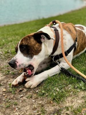 Monty, Adult Male Boxer