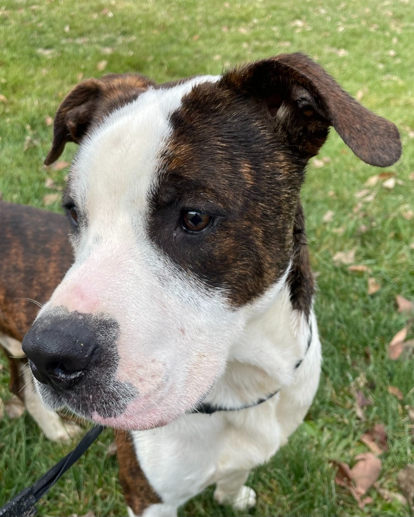 Koda, an adoptable Pit Bull Terrier in Pittsfield, IL, 62363 | Photo Image 1