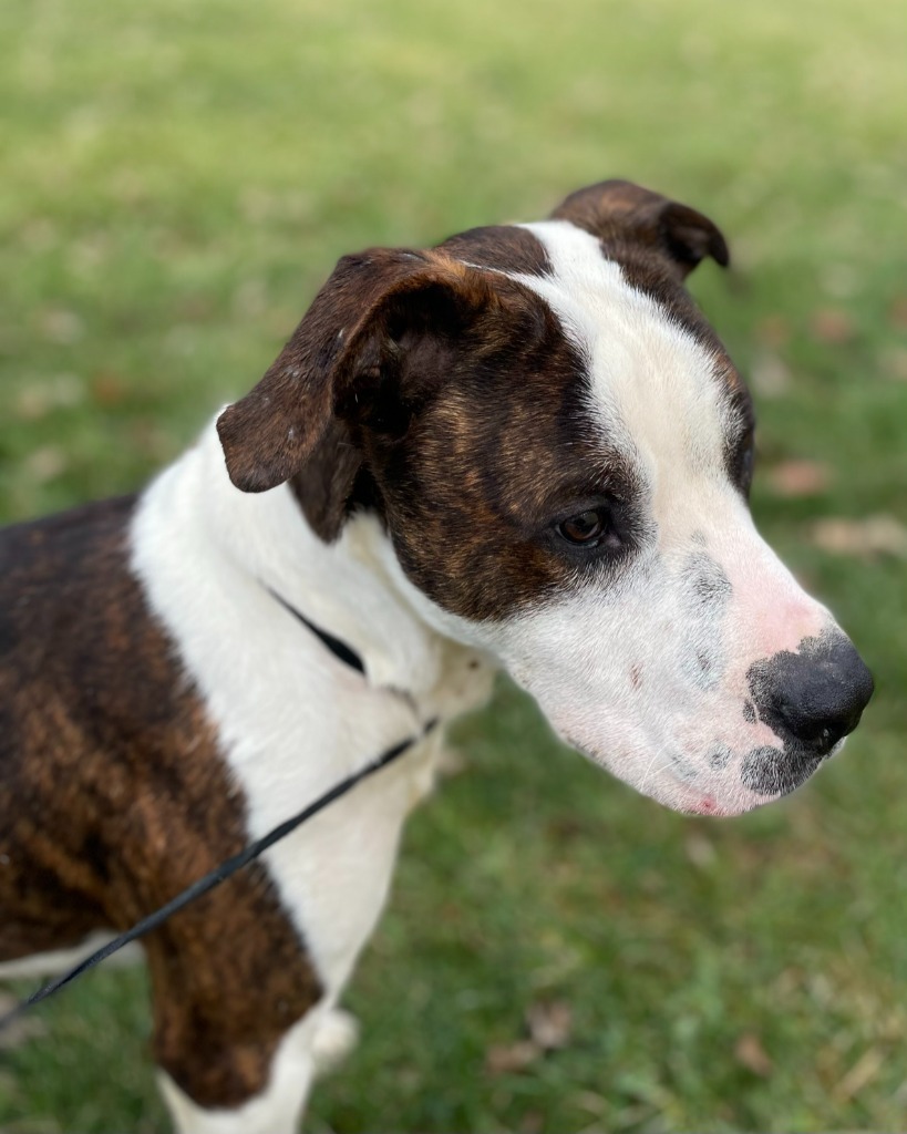 Koda, an adoptable Pit Bull Terrier in Pittsfield, IL, 62363 | Photo Image 2