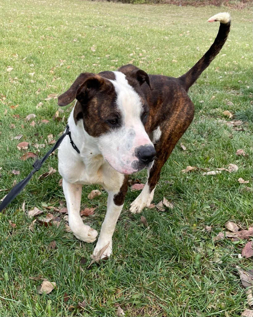 Koda, an adoptable Pit Bull Terrier in Pittsfield, IL, 62363 | Photo Image 3