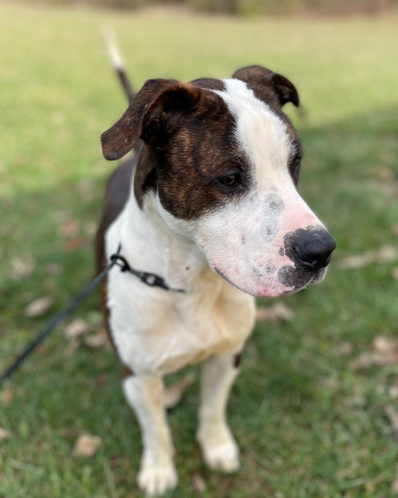 Koda, an adoptable Pit Bull Terrier in Pittsfield, IL, 62363 | Photo Image 4