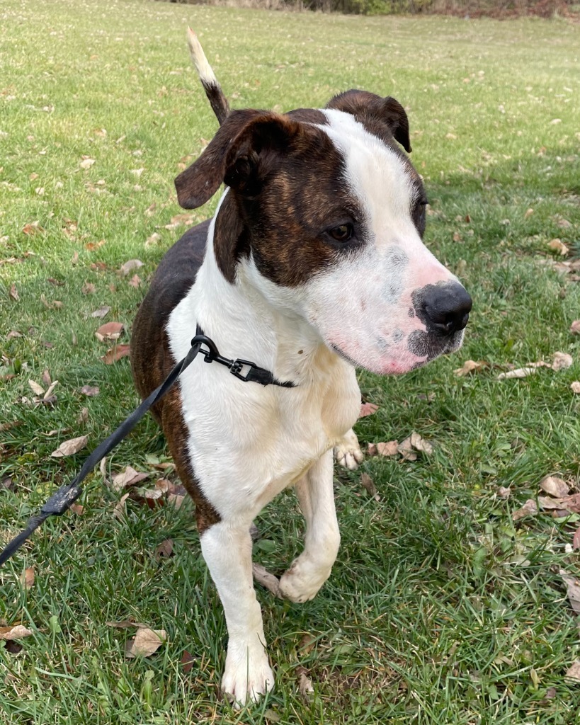 Koda, an adoptable Pit Bull Terrier in Pittsfield, IL, 62363 | Photo Image 5