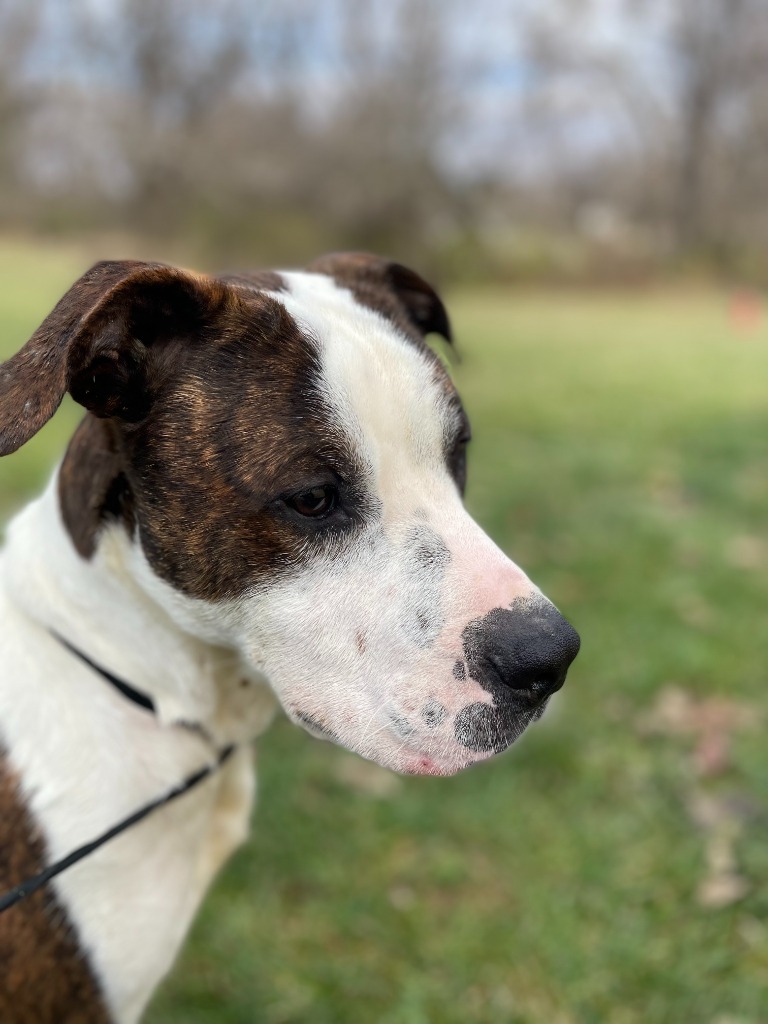 Koda, an adoptable Pit Bull Terrier in Pittsfield, IL, 62363 | Photo Image 6