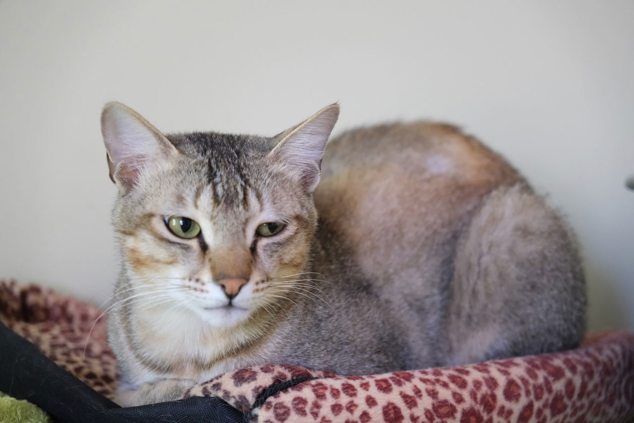 Felix, an adoptable Abyssinian in Markham, ON, L3R 9A8 | Photo Image 1