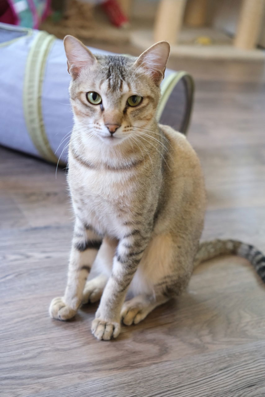 Felix, an adoptable Abyssinian in Markham, ON, L3R 9A8 | Photo Image 3