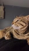 Jasper 