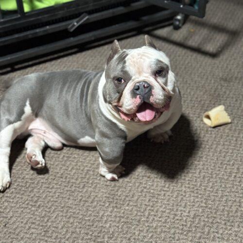 Dog for adoption Jelly Roll an English Bulldog American