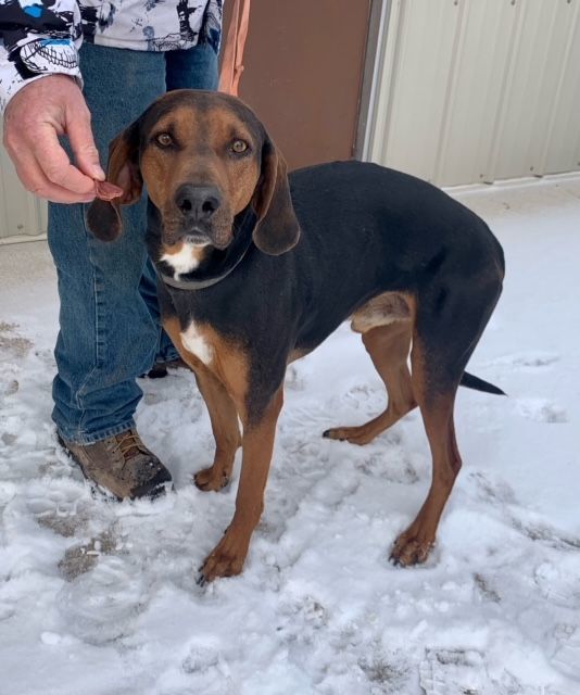 Copper, an adoptable Coonhound Mix in Thayne, WY_image-2