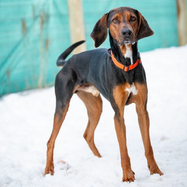 Copper, an adoptable Coonhound Mix in Thayne, WY_image-1