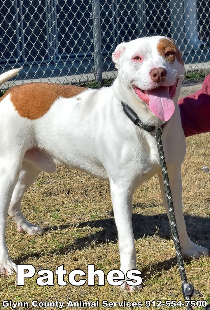 PATCHES, an adoptable Beagle & Labrador Retriever Mix in Brunswick, GA_image-3