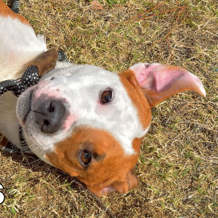 PUMPKIN, an adoptable Beagle Mix in Brunswick, GA_image-3