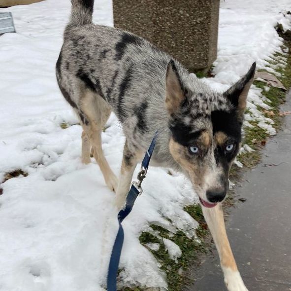 Lily, an adoptable Australian Shepherd & Husky Mix in Rochester, NY_image-6