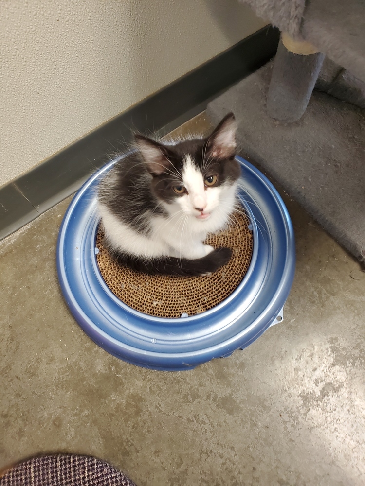 Cayce, an adoptable Domestic Long Hair in Bartlesville, OK, 74006 | Photo Image 1