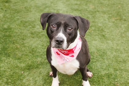 Mistletoe, an adoptable Pit Bull Terrier Mix in Kansas City, MO_image-1