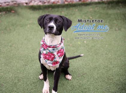 Mistletoe, an adoptable Pit Bull Terrier Mix in Kansas City, MO_image-3