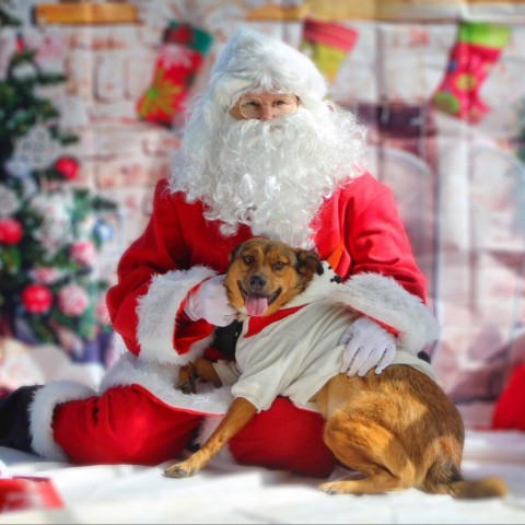 Espada JB, an adoptable German Shepherd Dog & Labrador Retriever Mix in Albany, NY_image-1