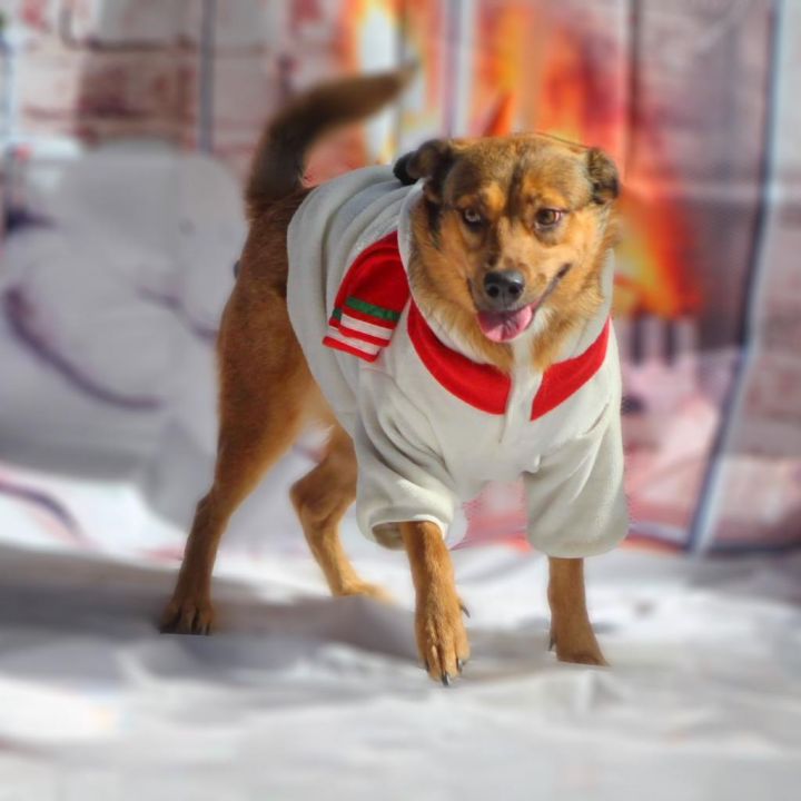 Espada JB, an adoptable German Shepherd Dog & Labrador Retriever Mix in Von Ormy, TX_image-2