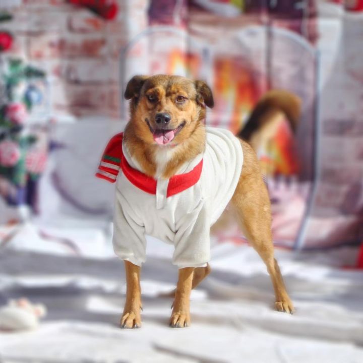 Espada JB, an adoptable German Shepherd Dog & Labrador Retriever Mix in Federal Way, WA_image-3