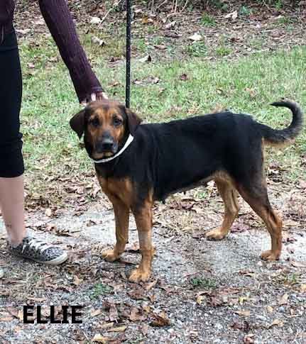 Ellie, an adoptable Black and Tan Coonhound Mix in Washington, GA_image-3