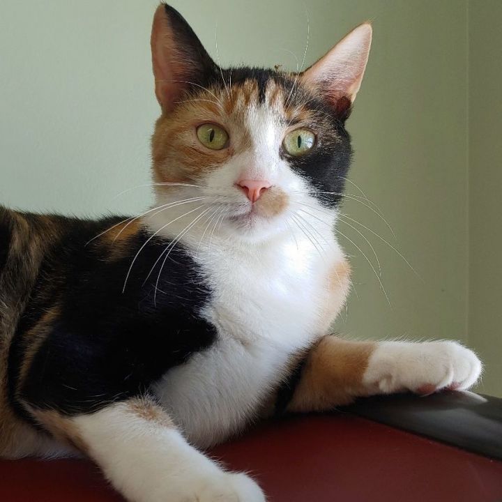 Mistletoe, an adoptable Calico in Belmont, NY_image-3