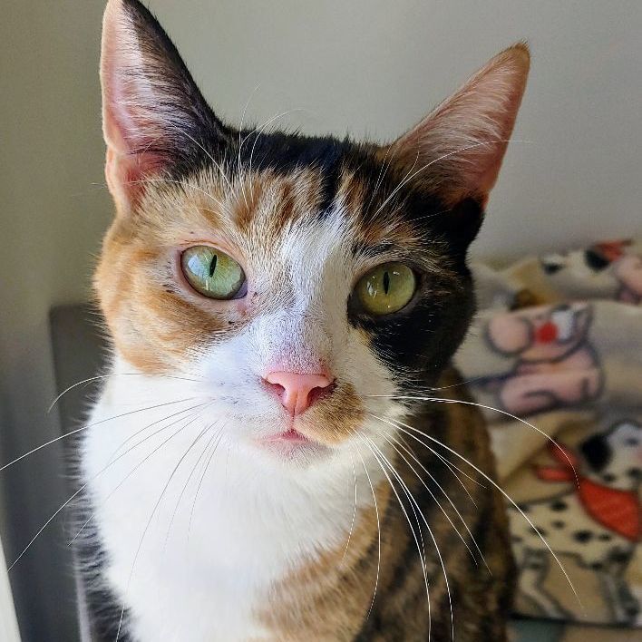 Mistletoe, an adoptable Calico in Belmont, NY_image-1