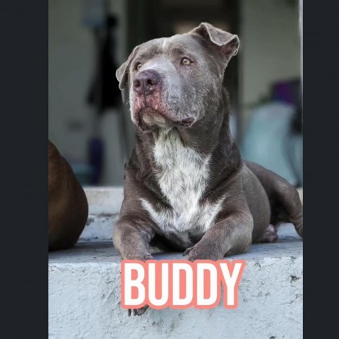 Buddy, an adoptable Mixed Breed in Frederiksted, VI_image-1