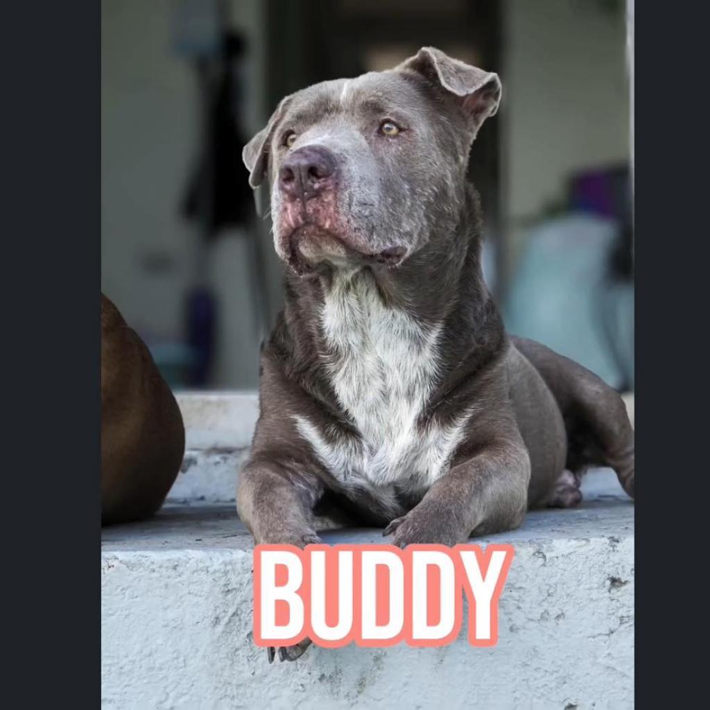 Buddy, an adoptable Mixed Breed in Frederiksted, VI, 00840 | Photo Image 1
