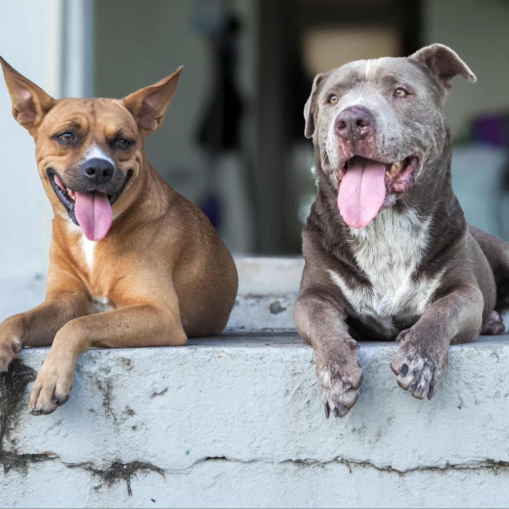 Buddy, an adoptable Mixed Breed in Frederiksted, VI, 00840 | Photo Image 3