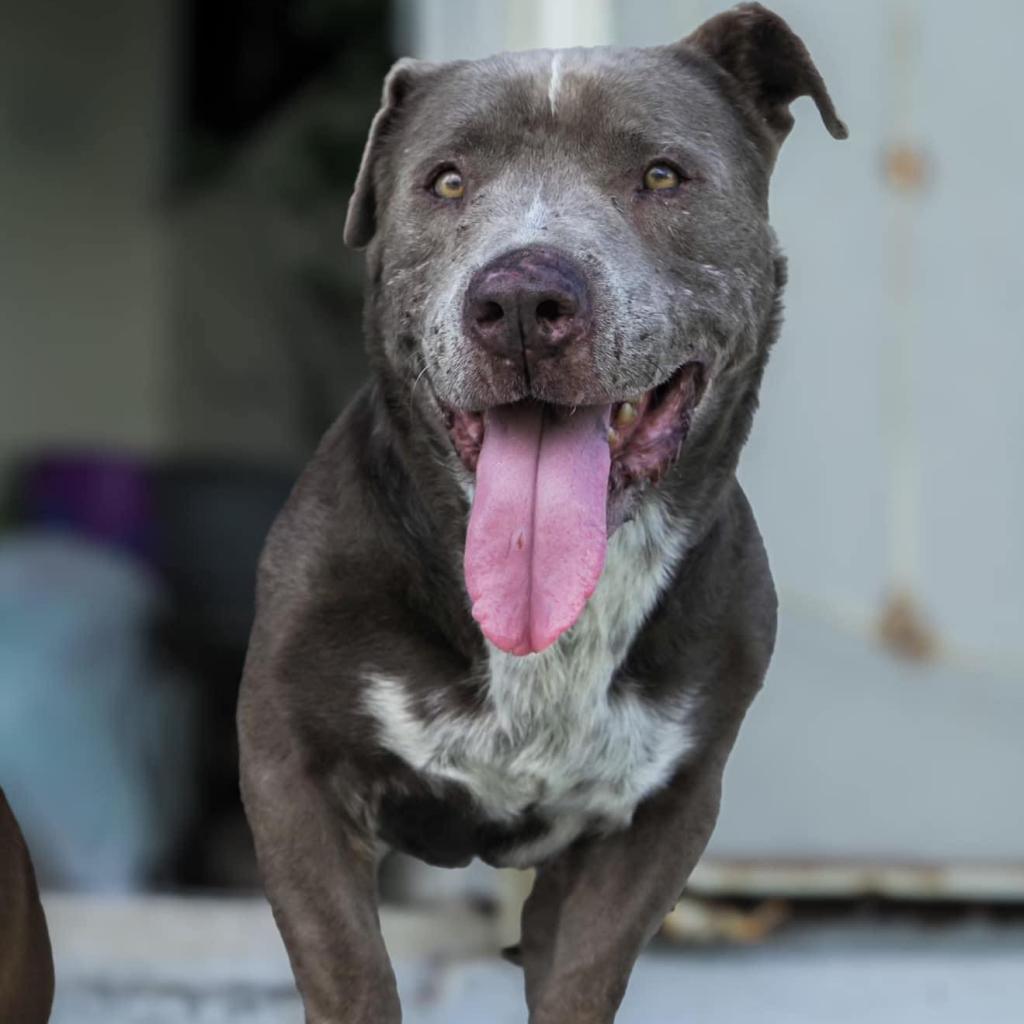 Buddy, an adoptable Mixed Breed in Frederiksted, VI, 00840 | Photo Image 4