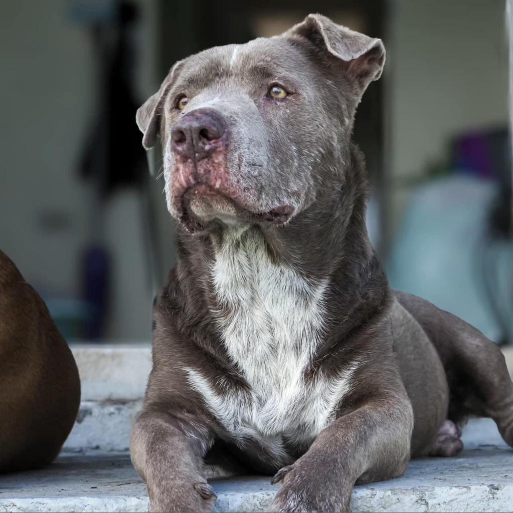 Buddy, an adoptable Mixed Breed in Frederiksted, VI, 00840 | Photo Image 5