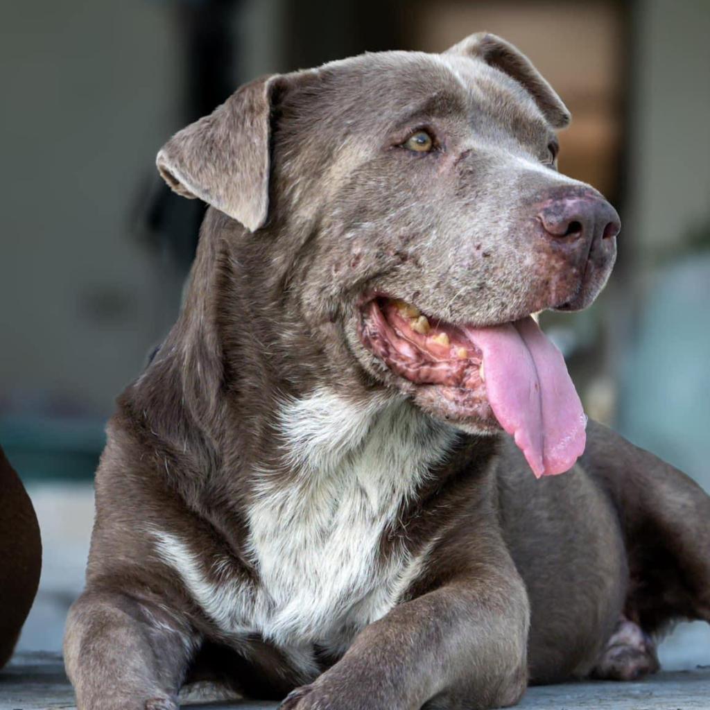 Buddy, an adoptable Mixed Breed in Frederiksted, VI, 00840 | Photo Image 6