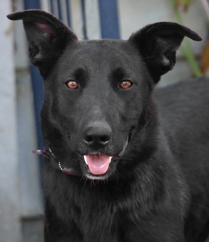 Amy March - Foster or Adopt Me!, an adoptable Shepherd & Border Collie Mix in Lake Forest, CA_image-1