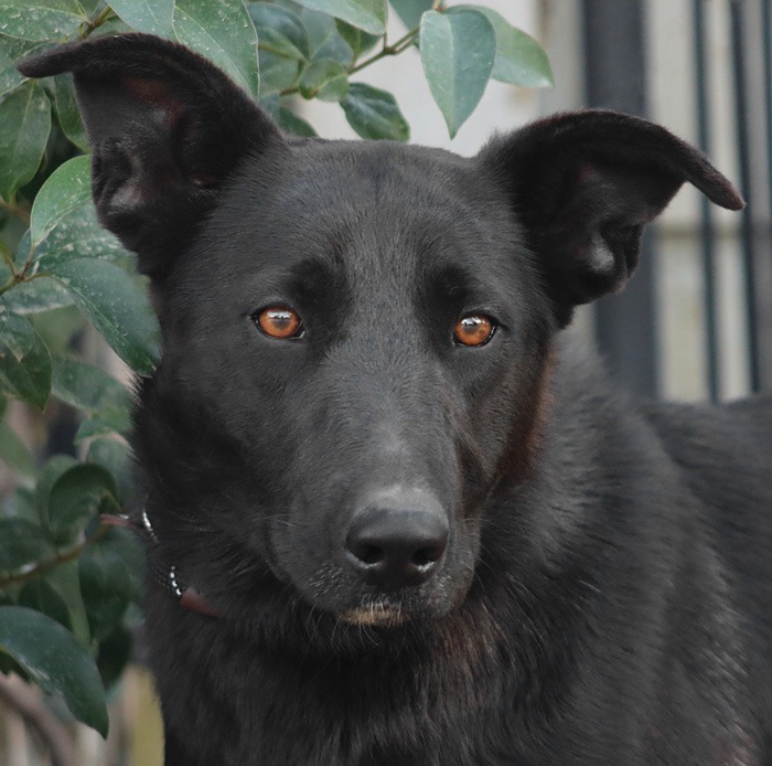 Amy March - Foster or Adopt Me!, an adoptable Shepherd & Border Collie Mix in Lake Forest, CA_image-3